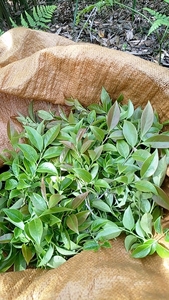 深山纯野生现摘现发南烛叶乌饭叶乌饭草黑饭叶新鲜乌米叶树乌米饭