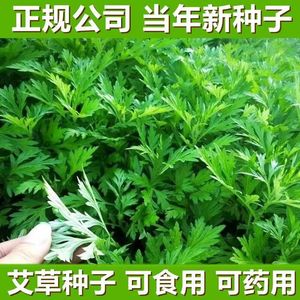 艾草种子食用药用驱蚊草艾叶种籽野生大小叶艾蒿青蒿种植四季草籽