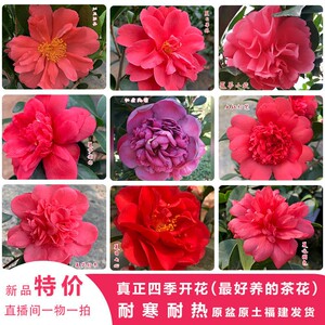 重瓣四季茶花杜鹃红山茶四季开花盆栽花苗带花苞绿植阳台庭院植物