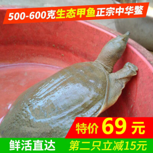 兰湖 甲鱼活体水鱼野外仿野生中华鳖纯野生1-1.2斤纯天然鲜活甲鱼