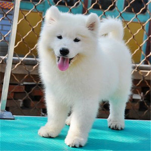 萨摩耶犬幼犬巨型