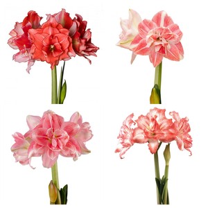 南非朱顶红球根洋朱重瓣单瓣鬼魅僵尸初恋进口种球根阳台花卉植物