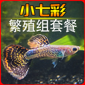 七彩蕾丝泰国纯种淡水小型孔雀鱼淡水凤尾胎生鱼活体精品怀孕母鱼