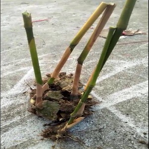 麻竹扦插苗 广东西牛麻竹笋苗竹子苗甜竹笋头 非凤尾竹苗观赏竹