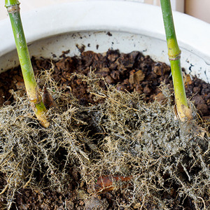 麻竹扦插苗 广东西牛麻竹笋苗竹子苗甜竹笋头 非凤尾竹苗观赏竹