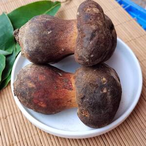 新鲜野生黑牛肝菌大脚菇云南楚雄南华特产蘑菇肉质肥厚口感好包邮