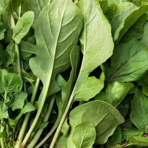 东北大叶臭菜种子四季蔬菜种籽春天种的菜籽盆栽蔬莱孑春播春季天