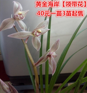 黄金海岸兰花