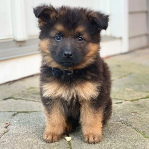 无偿领养纯种德国牧羊犬幼犬活体该垂系黑背德牧警犬看家放羊的狗