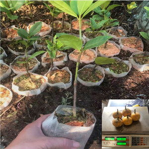 木竹子苗 酸桐子苗 山枇杷苗 竹节子苗 黄牙果苗 竹桔苗 杯苗