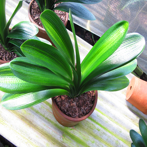 东北精品君子兰获奖大圆头麻脸彩兰包邮