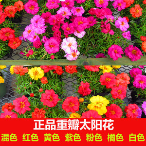 重瓣太阳花种子四季种开花室内盆栽植物花卉野花组合格桑花种籽子