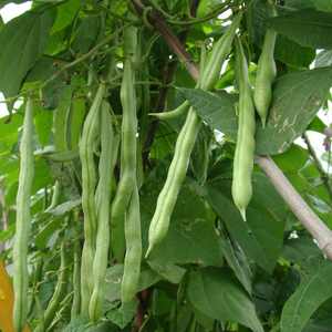 红花白荚四季豆