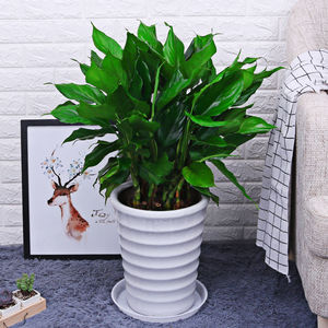 万年青盆栽植物室内四季青