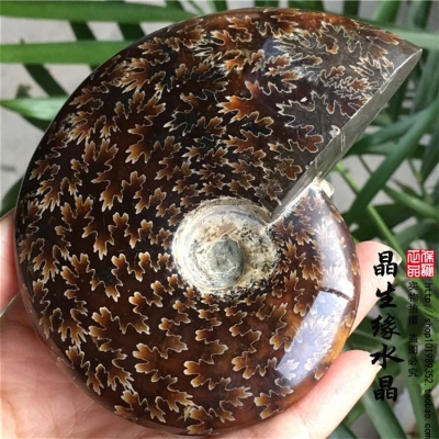 正品天然玉化螺 菊石螺化石摆件 家居摆件一物一图