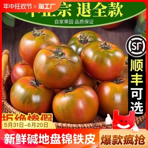 发货丹东草莓柿子5斤西红柿新鲜铁皮柿子自然熟生吃水果番茄特大