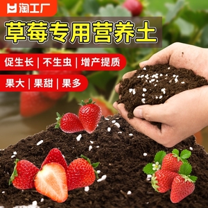 种草莓专用土营养土阳台草莓肥料专用盆栽草莓苗土壤种植泥土发酵