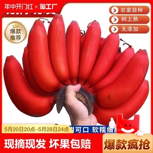 红皮香蕉新鲜当季自然熟香焦红美人粉蕉芭蕉水果整箱5斤自提热带