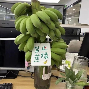 禁止焦虑水培香蕉带杆香蕉花绿植摆件室内新鲜连果米蕉拒绝办公室