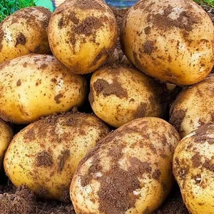 6黄皮大土豆马铃薯大洋芋新鲜蔬菜黄心产地直发现挖