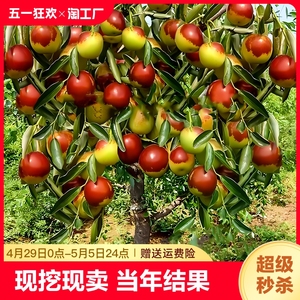 枣树活苗南北方种植庭院盆栽地栽嫁接沾化红冬枣特大超甜果树结果