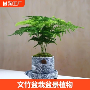 文竹盆栽盆景植物室内水培植物花客厅桌面办公室绿植好养房间招财