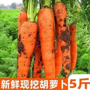 新鲜胡萝卜沙土地蔬菜水果红萝卜现挖现发农家自种带泥即食