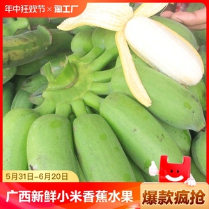 广西香蕉新鲜小米蕉新鲜水果生青香蕉自然熟粉糯香甜带箱需催熟