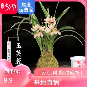 有香味的兰花苗四季兰建兰金边矮种玉芙蓉可水培兰花盆栽花卉绿植