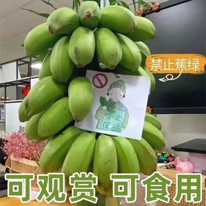 禁止蕉绿整串带杆巴蕉9斤花办公室水培小米香蕉3/5斤拒绝蕉绿焦虑