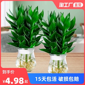水培观音竹子办公桌面好养小盆栽植物花卉绿植发财竹招财竹盆景