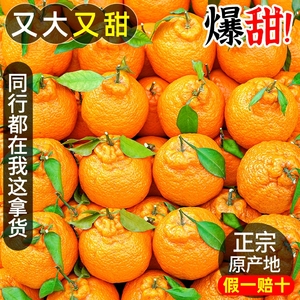 正宗四川不知火丑橘新鲜8斤整箱水果当季粑粑丑八怪柑橘耙耙桔子