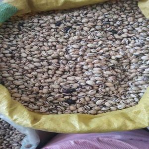 无架矮生地油豆种子早熟地霸油豆角籽无筋高产一点红大宽豆种蔬菜