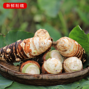 新鲜四川人头芋