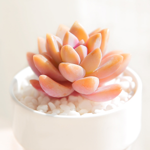 幽灵公主 多肉盆栽绿植花卉云南露养精美高档防辐射特价阳台多肉