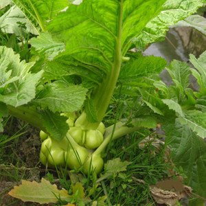 四川农家榨菜头新鲜羊角菜芥菜疙瘩大头菜涪陵榨菜原料5/9斤装