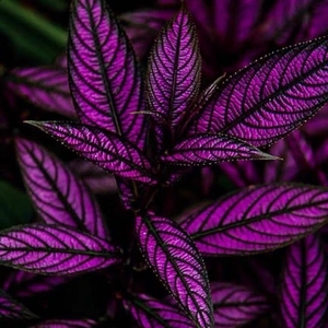 波斯红草红贝马蓝梦幻紫色叶观叶植物阳台耐阴耐晒多年生盆栽绿植