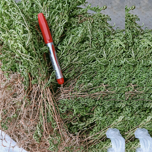 新鲜石上柏中药材干货江南卷柏野生金龙草金花草500克包邮龙鳞草