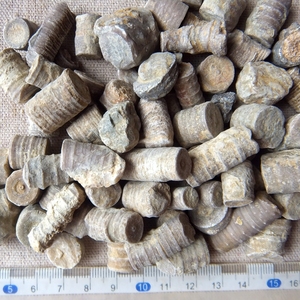 小号天然海百合茎化石摆放 海百合化石原材 矿物岩石古生物标本