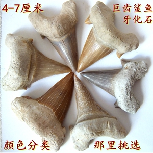 多纹齿鼠鲨牙苍牙化石远古生物科普教学用diy礼品摩洛哥白垩纪坠