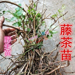 野生 藤茶苗 显齿蛇葡萄苗 藤茶大苗 藤茶老苗 100元13棵 好养活