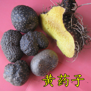 野生药材新鲜黄药子 薯莨 血三七 朱砂莲 黄独 黄药子根 500克