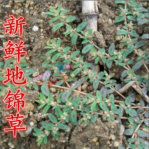 小飞扬草