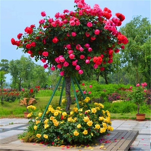 古典大花浓香四季开花树形树状树桩月季花苗大型别墅庭院耐寒植物