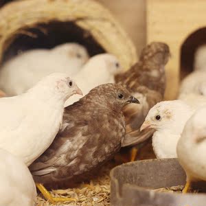 卢丁鸡小鸡宠物鸡纯白迷你观赏下蛋高手抖音网红白色可孵化多品种