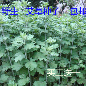 野生香艾草种子四季种植食用艾叶艾蒿五月艾斩艾种子 迷迭香种子