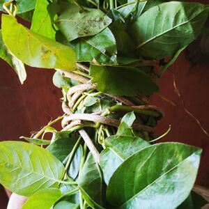 鸡屎藤苗鸡屎藤新鲜鸡矢藤苗盆栽阳江现采现寄半斤/1斤/5斤装包邮