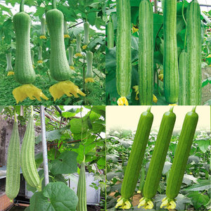 香长棱肉丝瓜种子黄西葫芦砍瓜瓠子瓜蒲瓜菜葫芦种籽四季蔬菜种孑