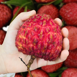 高端品种 5斤海南荔枝王新鲜水果整箱火山岩超大果现摘发顺丰包邮