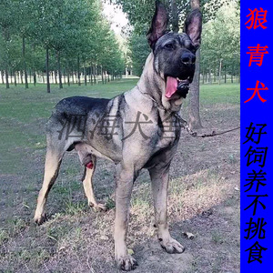 纯种中华狼青幼犬大型狼狗家养巨型狼犬看家护院军犬猛犬警犬幼崽